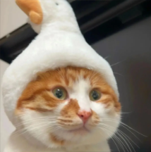 https://file.dongqiumao.com/storage/profile/20250825/hi6.png